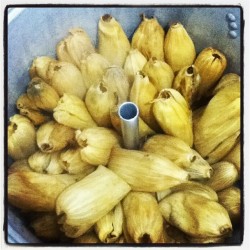 Mis tamales #tamales #comida #candelaria (en Villas de la hacienda)