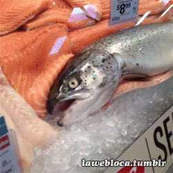 twistedviper:  bitter-sweet-laugh:  can-u-not-my-wayward-son:  I’m pISIING  LOL  ARE YOU MISSING THE DUDE IN THE BACK PUTTING THE FISH BACK AFTER LOOKING HER I CAN’T 