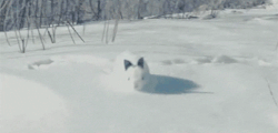 heyfunniest:  Bunny hopping on snow. 