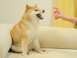 vaginal-erection:  idkitstommy:  aww  the picture that started a war  D'aww~! &lt;3 What a cute doggy! No wonder the lil guy spawned a popular meme. :3 Er, I mean Such cute doge Many adorbs Want 2 hug Wow
