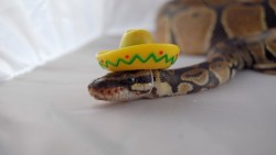 horny-little-kitty:  k-atesux666:  soME OF YOU ARE SAD SO HERE IS A SNAKE IN A SOMBRERO OK   omg that is so cute