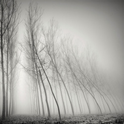 itscolossal:  Astonishing long-exposure tree landscapes by Pierre Pellegrini. 