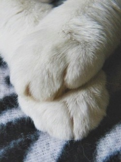 breathingdestiel:  kitdreams:  kitty paws make me so happy  