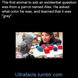 twilighttheunicorn:mandopony:ultrafacts:Alex (1976 – September 6, 2007) had a vocabulary of over 100 words, but was exceptional in that he appeared to have understanding of what he said. For example, when Alex was shown an object and was asked about