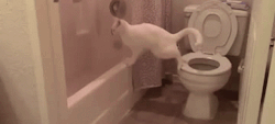 Cat shits itself, tries to bury it. The toilet’s right there, idiot.