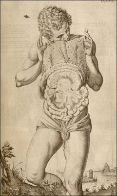 theangelofhistory:  17th Century Anatomical Striptease, 1627.  From the wonderful New York Academy of Medicine blog. 