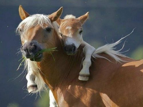 Porn Pics cuteness-daily:  Animals with their babies