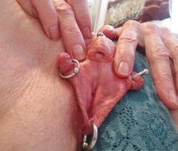 piercingfan:  My pussy looks very happy in this picture.  Still sore, and puffy from the labia piercings 2 weeks ago.  ~  C   Very nice pussy. Thanks to C for submisson 