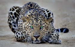 Emerald eyes (Leopard)