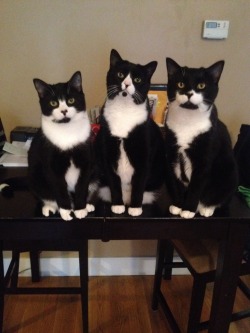 awwww-cute:  These are my cats. The one on