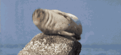 breelandwalker:  snk-potato-girl:  jake—from—statefarm:  This is a sea otter with hiccups.   You’re welcome.   *HIC-BLORP* This would probably be funnier if that were actually a goddamn sea otter. 