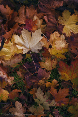 Gilded Autumn Velvet
