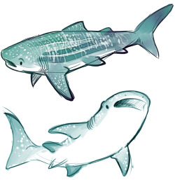 punk-polygems:  kimburrrh:  pirateygentleman:  sharkie-19:  Whale and Great White sharks. :)  CUTEST THINGS ON THIS EARTH!!!!  @justenhunterwriter  @polybear .o. .o. .o. 