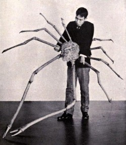 The Giant Spider Crab from Japan.