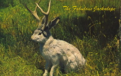 bad-postcards:  THE FABULOUS JACKALOPE   The Fabulous JACKALOPE of North America. Jackalopes are the rarest animals in North America. A cross between a now extinct small deer and a species of rabbit, they are extremely shy and wild. They possess the abili