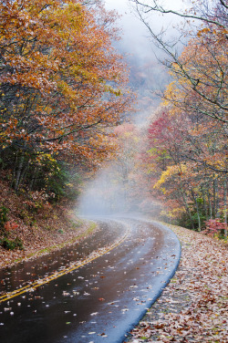 autumn-children:  moody-nature:  the road