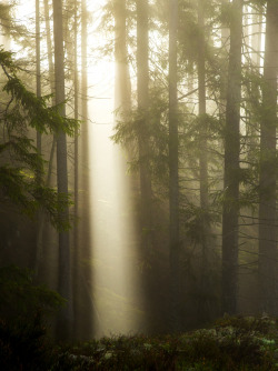 pineandantler:  spotlight in the forest 