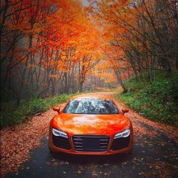 audi-obsession:  Happy Thanksgiving Canada!  @audi: Carve curves instead of pumpkins. #AudiExclusiveSamoaOrange (via @AudiJapan) #Happythanksgiving #audi #R8 #pumpkins #fall #monday #exotic #luxury #cars #money #love #cool #instaaudi #dailypic #instamood