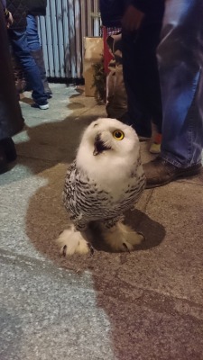 keepmywhiskeyneat:  owls-only:  An owl landed in a bar  owl he wanted was a drink and everyone is just looking at him. He’s just a bird trying to get wasted, wondering why anyone gives a hoot.  