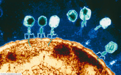 science-junkie:  Newly Discovered Marine Viruses Offer Glimpse Into Untapped Biodiversity  Researchers of the University of Arizona’s Tucson Marine Phage Lab have discovered a dozen new types of unknown viruses that infect different strains of marine
