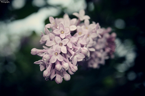 Sex missanisah:  Lilacs…#1 on Flickr. - Photos pictures