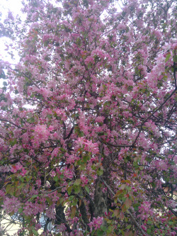 Wild Apple Blossoms