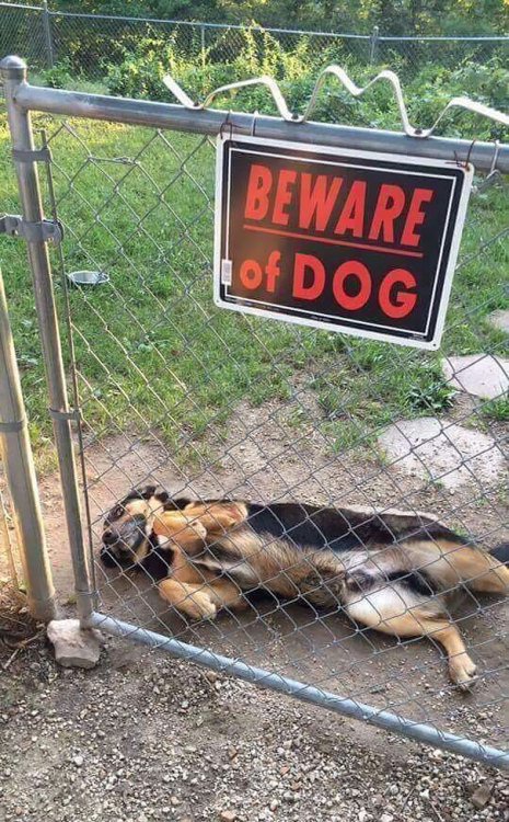 XXX boredpanda:    Beware Of Dog: They Will Lick photo