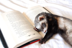 read-and-be-merry:  the-book-ferret:  Some of Quigley’s best photos this year have been complete flukes or outright blurry bloopers, but you’ve loved them all the same. In just six short months, I’ve gained 10,000 followers and I couldn’t be more