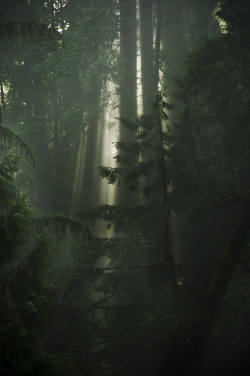 opticallyaroused:  Light coming through the trees in the rain forest  