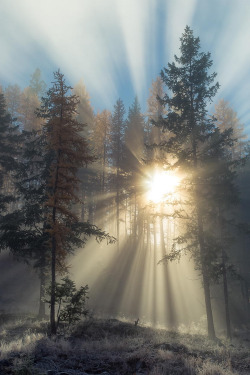 rebelangel1102: suchacuriousgirliam: A beautiful day… The gentle beauty of the morning sun filtering through the trees.  