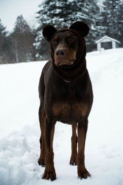 cute-overload:  My dogs ears are prone to frostbite, so he needs to wear a snood outside.http://cute-overload.tumblr.com
