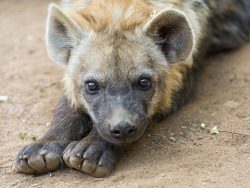 thepredatorblog:  deboracpq:  Cute lying hyena pup! by Tambako the Jaguar on Flickr.  FEETS
