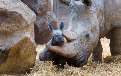 theanimalblog:  A baby rhino poses for the cameras in its enclosure at Allwetterzoo in Munster, Germany.  Picture: Imago / Barcroft Media