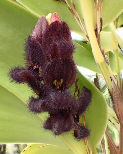 orchid-a-day:  Stelis tarantula Syn.: Pleurothallis tarantula; Specklinia tarantula; Effusiella tarantula October 8, 2019  