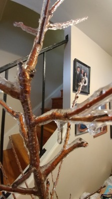 Plantblr community look what the recent snowstorm did to my cherry tree! I had to bring it inside but Groot is still budding anyways 🌿🌸