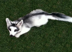 awwww-cute:  The adorable Canadian marble fox 