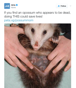 killbenedictcumberbatch: butchmcqueen:  im laughing but that is Definitely a pouch, opossums are marsupials ya doof 