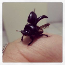 Un pequeño escarabajo llego a mi hogar :3 #bicho #insecto #escajabajo #beetle  (en Villas de la hacienda)