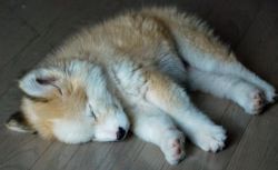 upforwhatever:  twiilah:  fetters:  chocolategelato:  Husky and golden retriever mix  this looks like a toasted marshmallow husky and i love it  i have never seen something so cute in my whole life.  I want one. 