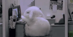 sexy-uredoinitright:  buzzfeed:  Bunnies what are you doing?  Oh look owlberta….  OMG THE CUTE