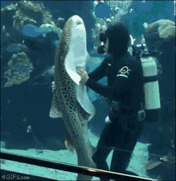 major-lee-obvious: 4gifs:  Zebra shark likes belly rubs. [video]  @takaalive  