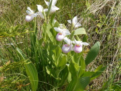 spatheandspadix:  Showy lady’s slippers in bloom at Cedar Bog (actually a fen)