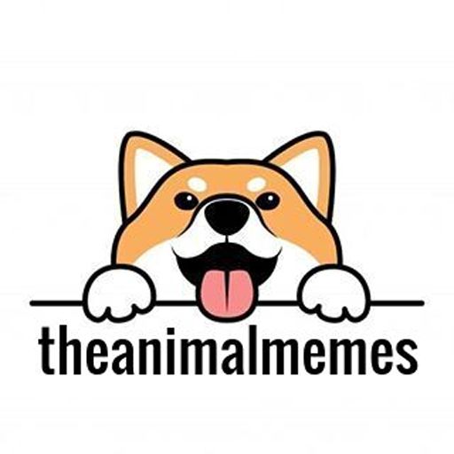 Animal Memes