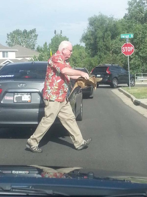 satan-in-a-box:  trinitrofenilmetilnitramina:  PEQUEÑOS ACTOS DE AMABILIDAD HACEN UN MUNDO MEJOR…   Okay but are we not going to talk about how that man is picking up a fucking snapping turtle with his bare hands?? bad ass 