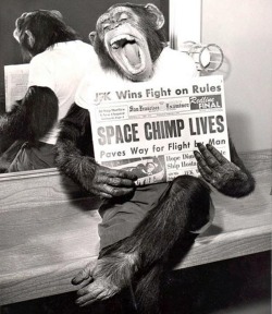 The world&rsquo;s most interesting chimp.