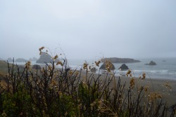 dirtyflowerchild:  the coast of Washington,