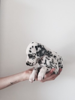 luisapa9:  @0ct0bursk-eyes I want this pup 