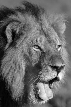 Bendhur   llbwwb:  (Somalisa lion 3 by Peter Glenday / 500px)