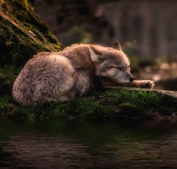 beautiful-wildlife:  Sleeping where the waters flow by © Michael Rehbein  Sign the petition against Judas wolves and the Wolf hunt in B.C. on Change.org&hellip; Thanks