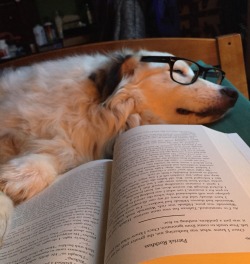 untexting:  And after a long day of lecturing, Professor Pup just couldn’t keep his eyes open.